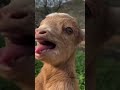 cutest 🥰 goat 🐐 trending petslover shorts shortsfeed animals ytshorts