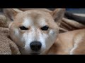 お姉ちゃん達が来て柴犬が大喜びしすぎてみんな大笑い！ shiba inu