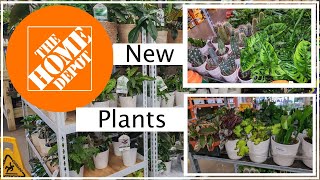 Home Depot Shop With Me #plants #houseplants #shopping #bigbox #shopwithme #home