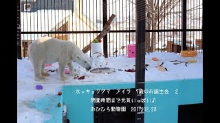 ホッキョクグマ　アイラ　7歳のお誕生会　２　閉園時間まで元気いっぱい♪