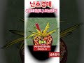 2월22일 토 오늘밤7시 난초경매 중투 다수 경매 진행 추첨선물제공