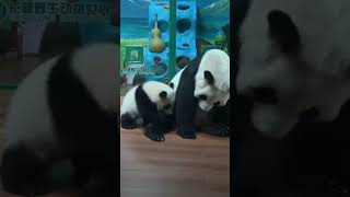 萌萌的眼神杀现在对妹猪不好用了吗🤣 #cute #cutepanda #funny #panda #shorts