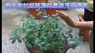 教大家如何將薄荷養得茂盛漂亮