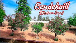 S1 – Ep 493 – Eendekuil, Western Cape!