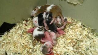 my favourite mouse with her babies .avi