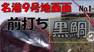 名古屋港9号地西面石積み　クロダイ前打ち　カラス貝一枚掛け