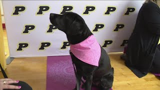 Perrysburg elementary school holds adoption party for new dog