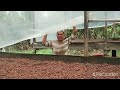 how to dry fermented cacao beans?