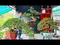 3 Sisters Bonsai sale 11/14, various types, contact #0915780878