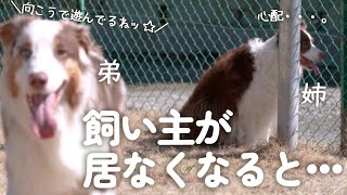 飼い主が居なくなった時の反応が姉弟で違いすぎて可愛い(笑)【ボーダーコリー・オーストラリアンシェパード】