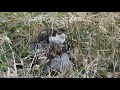 ネコヤナギの花穂に夢中な見慣れない野鳥⁉