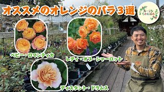 【鮮やか】オレンジのバラ３選【オススメ】