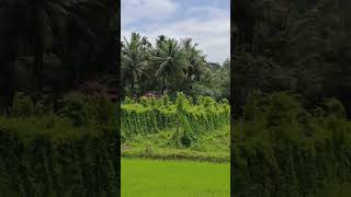 കല്ലൂരിലെ കാച്ചിൽ കൃഷി/purple yam cultivation