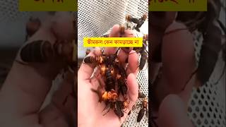 ভিমরুল কেন কামড়াচ্ছে না || শিক্ষার পথ || fun facts about hornets || #shorts #facts #amazingfacts