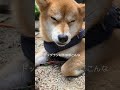 🐕インドア犬キャンプへ行く🏕️ドッグラン以外ほぼ寝てた😴 柴犬 shorts shibainu dog 癒し キャンプ 犬