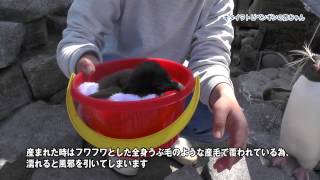 キタイワトビペンギンの赤ちゃん誕生