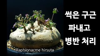 African bulbous plant lesions and caressing damage (Raphionacme hirsuta)