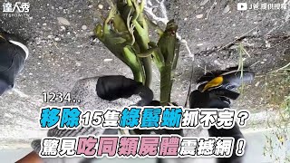 【移除15隻綠鬣蜥抓不完？ 驚見吃同類屍體震撼網！】@joby0372