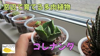 多肉植物アガベの不明種を窓辺で育てます。