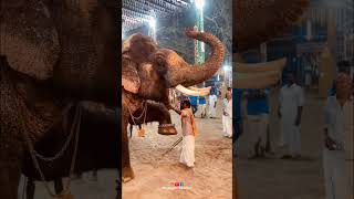 കുറുവട്ടൂർ ഗണേഷ്|kuruvattoor ganesh| #elephant #aanapremi #aana #malayalam #pooram #aanapremii