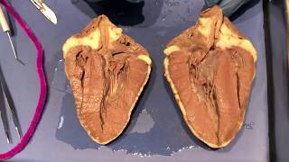 Demonstration: Sheep Heart Dissection