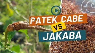 JAKABA Sembuhkan Penyakit PATEK Pada Tanaman CABE