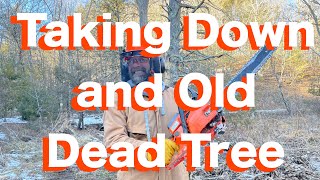 Felling a Big Old Dead Tree