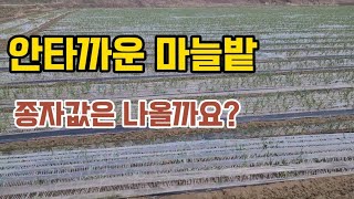 기계파종 실패한 마늘밭 ㅡ 배수로 정비와 이중부직포가 필요합니다.