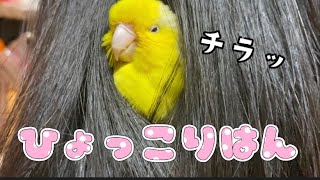 髪の中からこんにちは🐤 マメルリハ｜vlog#23｜parakeet #マメルリハ #インコのいる暮らし