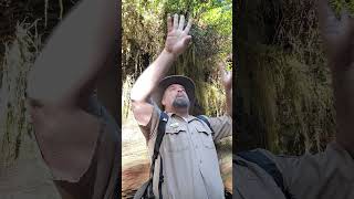 This Happens When A Redwood Tree Falls!