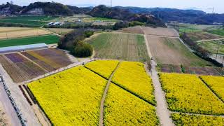 知多 花ひろば 空撮 ドローン