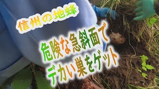 地蜂 クロスズメバチ 養蜂38 信州の伝統文化