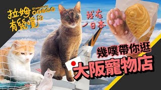 帶貓咪去日本？！貓咪VLOG 帶你逛大阪寵物店｜拉姆有幾噗 ♧