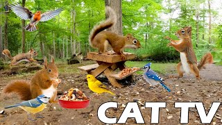 RELAX YOUR CAT TV 😸📺 Videos of Birds and Squirrels for Separation Anxiety 🐿🦜 Relaxing Bird Sounds