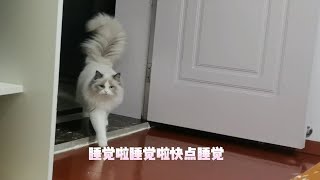 你知道拥有一只随叫随到的小猫咪是种什么体验吗？