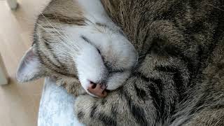 Snoring cat