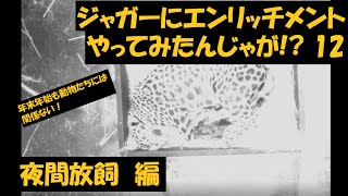 ジャガーにエンリッチメントやってみたんじゃが!?12 -夜間放飼編-