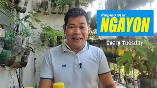 PAANO GAWING EFFECTIVE FOLIAR FERTILIZER ANG BALAT NG SAGING (with ENG subs)