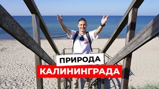 Путешествие по КАЛИНИНГРАДУ: Куршская коса, Высота Эфа и красоты Калининградской области |Часть 2