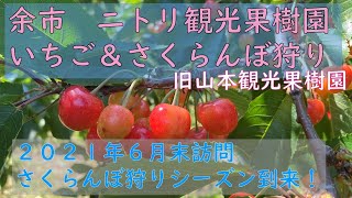 余市町ニトリ観光果樹園でいちご＆さくらんぼ狩り【旧山本観光果樹園】【フルーツ狩り】【北海道】【果物狩り】【Yoichi,Hokkaido】