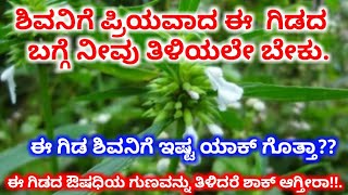 ಈ ಗಿಡದ ಶಕ್ತಿ ತಿಳಿದರೆ ನೀವು ಖಂಡಿವಾಗಿ ಶಾಕ್ ಆಗ್ತೀರಾ!!!