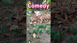 എന്ത് വൃത്തികെട്ട വെള്ളമാ ഇത്? #shorts#comedy#dialogue😸🤣😇🐈