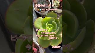 2025/1/1#今日のタニパト#多肉植物#succulent