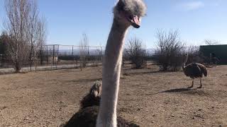 Огромный страус любит общаться) Тайган A huge ostrich loves to chat) Taigan