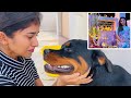 ತುಳಸಿ ಪೂಜೆ ಸಂಭ್ರಮ ಆದ್ರೆ Champಗೆ ಉಷಾರಿಲ್ಲ🥲 |Tulsipooje| #madhugowda