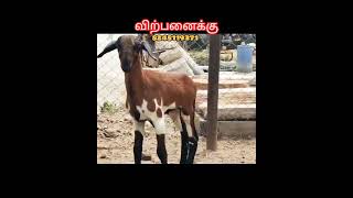 அழகிய செவலை மறை கிடாய் குட்டி விற்பனைக்கு #sales #goatfeed #sheep #sheepmarket