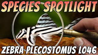 Zebra Pleco - Hypancistrus Zebra - Freshwater Plecostomus Aquarium Fish Profile \u0026 Care Guide