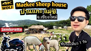 บ้านแกะแม่ขิ Mae kee Sheep house x Lambretta X200 ขับรถเที่ยวบ้านแกะ WOLF VLOG