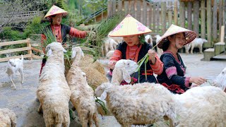 Making banana cakes, caring for animals - everyday life - Bếp Trên Bản