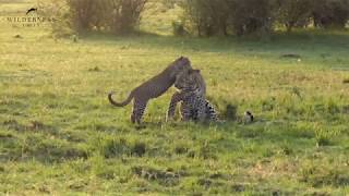 Rare Male Leopard and Cub Interaction